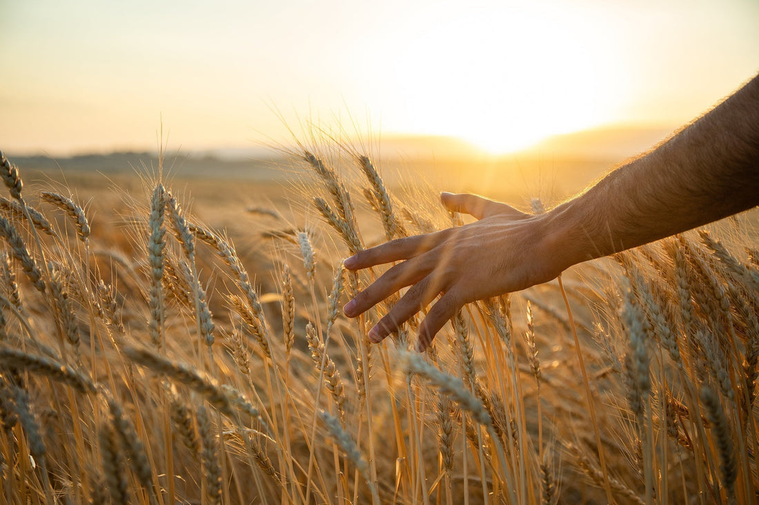 THE HARVEST AND THE LABOR OF PRAYER
