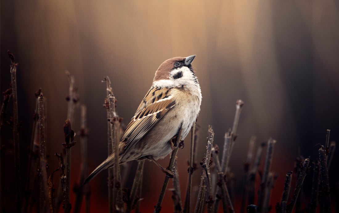 HIS EYE IS ON THE SPARROW