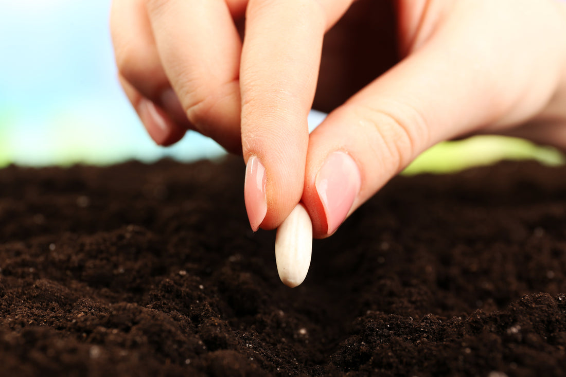 WHAT ARE YOU PLANTING?