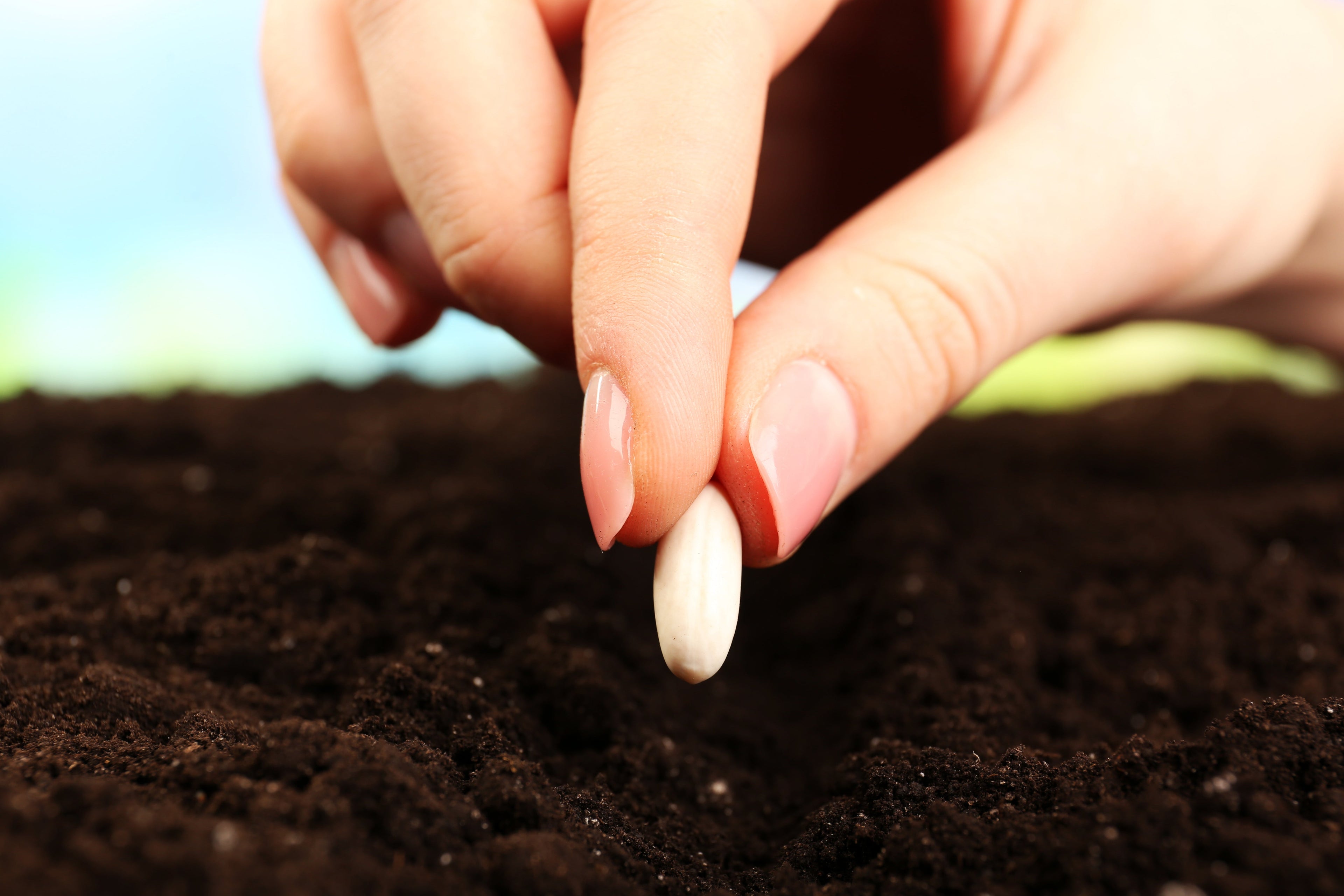 WHAT ARE YOU PLANTING?